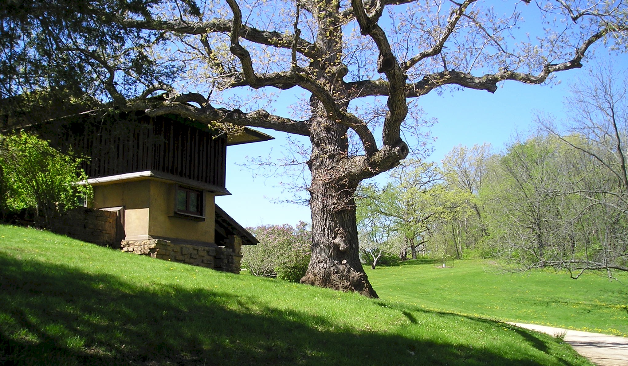 An oak tree at the far western side of Taliesin