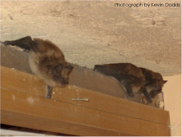 Photograph by Kevin Dodds in February 2007 looking at bats found in Taliesin's Guest Wing.