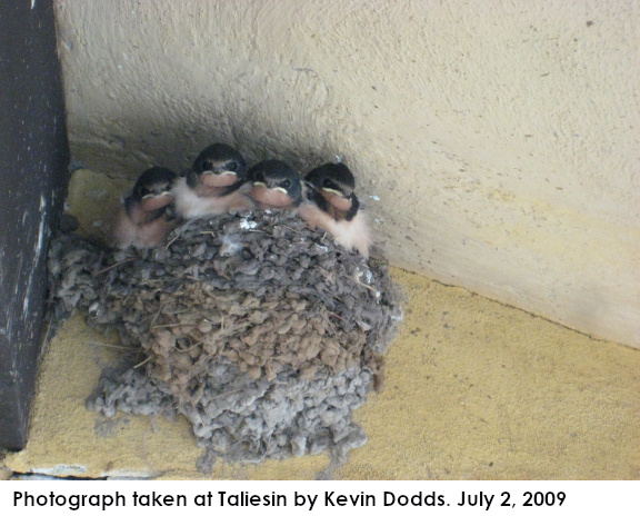Photograph of four barn swallows in a mud nest at Taliesin. Taken by Kevin Dodds.