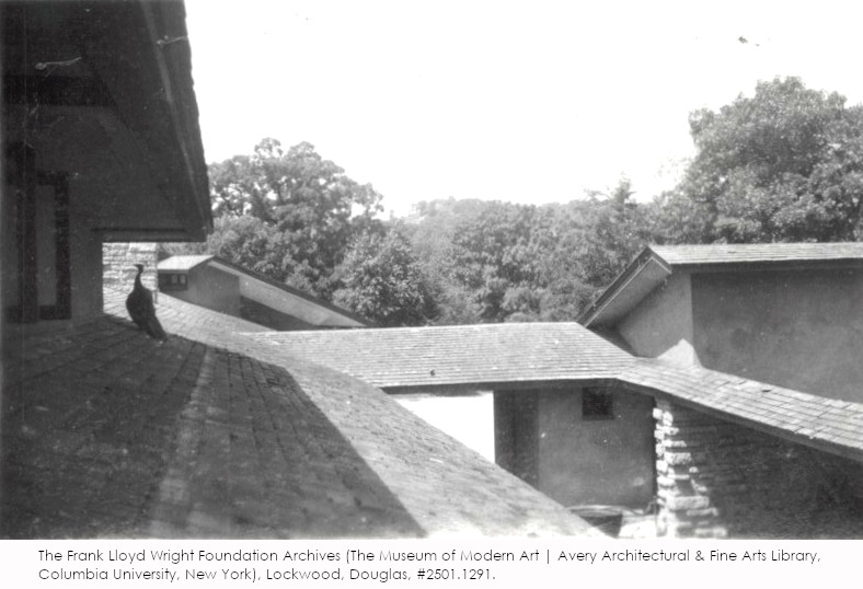 Photograph taken on a roof at Taliesin, with a peacock on the left in mid-view. Taken by Douglas Lockwood, 1945-48. Property of the Frank Lloyd Wright Foundation (The Museum of Modern Art | Avery Architectural & Fine Arts Library, Columbia University, New York).